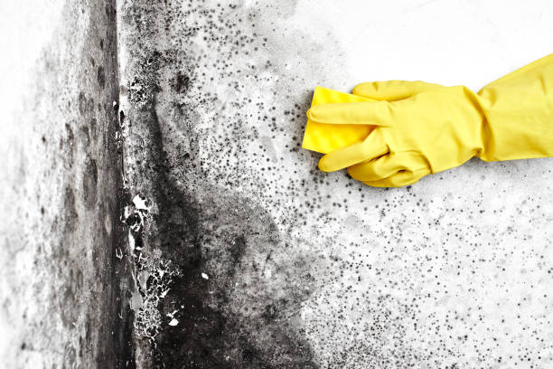 Best Affordable Mold Removal  in Mangum, OK