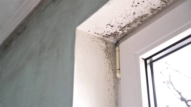 Reliable Mangum, OK Mold Removal Solutions