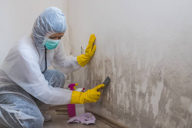 Professional Mold Removal in Mangum, OK