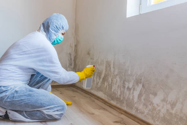Mold Removal Process in Mangum, OK