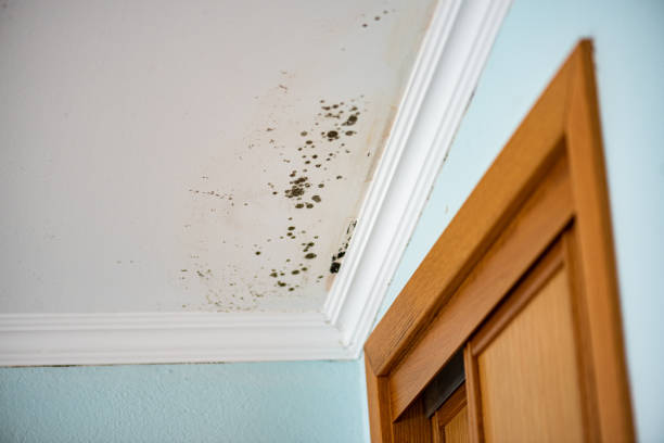 Best Emergency Mold Removal  in Mangum, OK