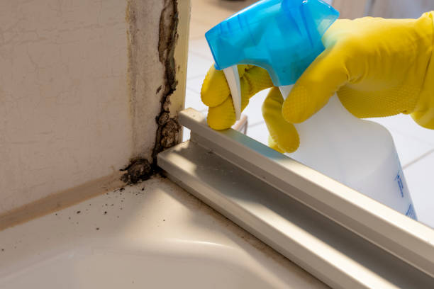 Best Toxic Mold Removal  in Mangum, OK