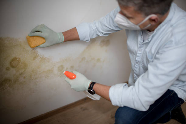 Best Home Mold Removal  in Mangum, OK