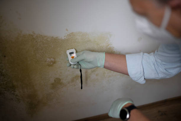 Best Professional Mold Removal  in Mangum, OK