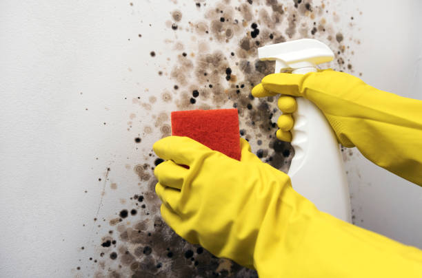 Best Best Mold Removal Companies  in Mangum, OK