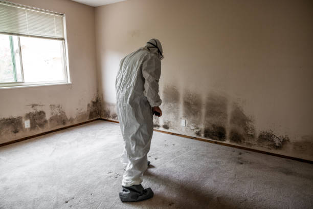 Best Affordable Mold Removal  in Mangum, OK