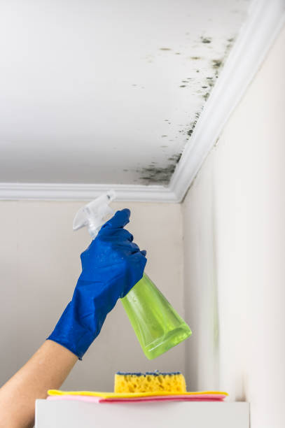 Best Fast Mold Removal  in Mangum, OK